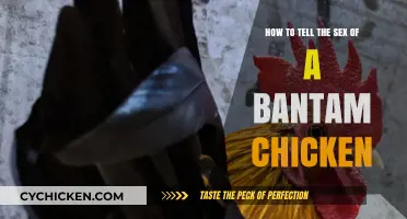 Determining Bantam Chicken Gender: What You Need to Know