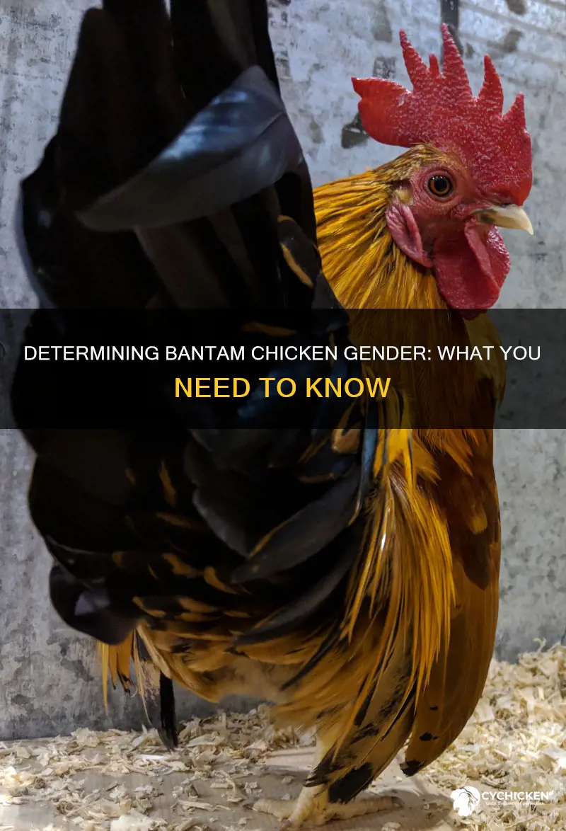how to tell the sex of a bantam chicken