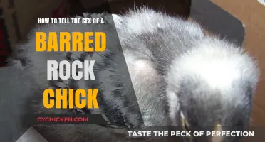 Identifying Barred Rock Chickens: Sex Determination