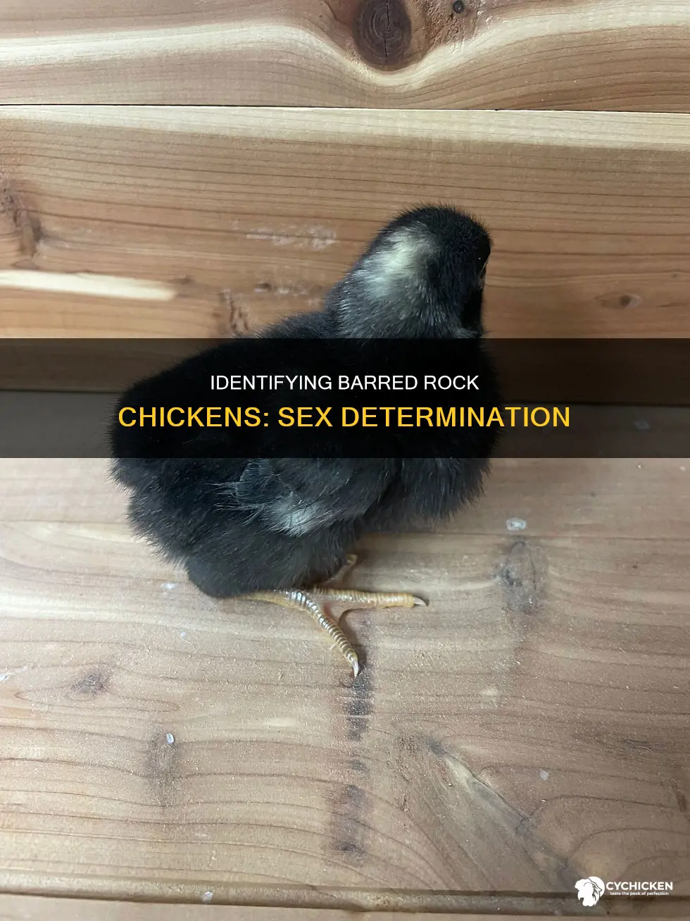 how to tell the sex of a barred rock chick