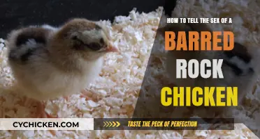 Determining the Gender of Barred Rock Chickens