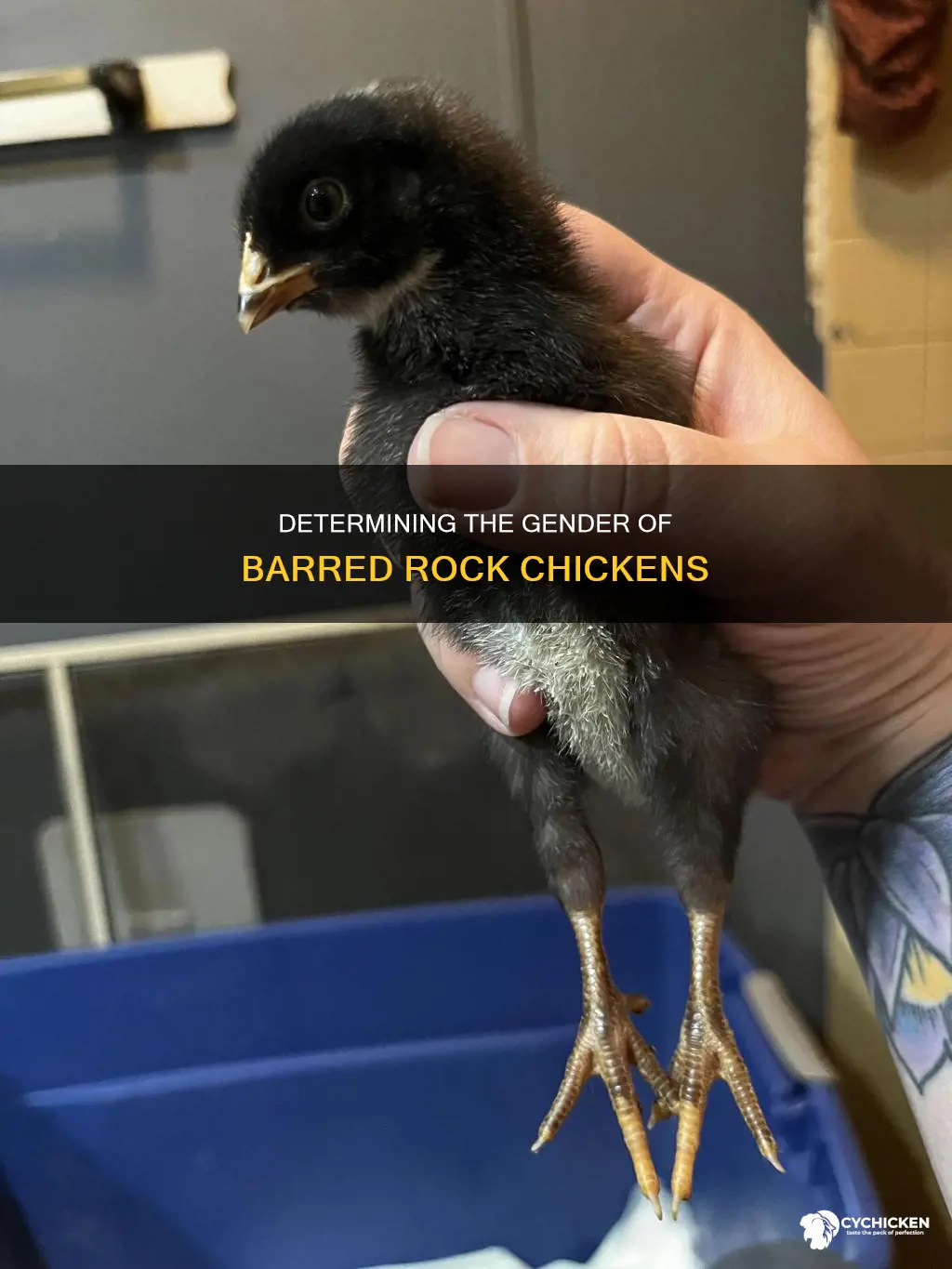 how to tell the sex of a barred rock chicken