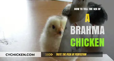 Identifying Brahma Chicken Sex: What to Look For