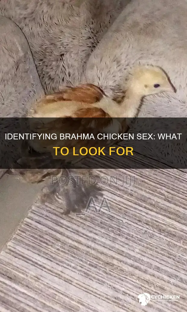 how to tell the sex of a brahma chicken