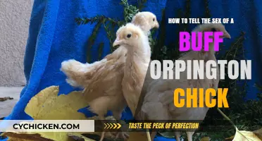 Determining the Gender of Buff Orpington Chicks