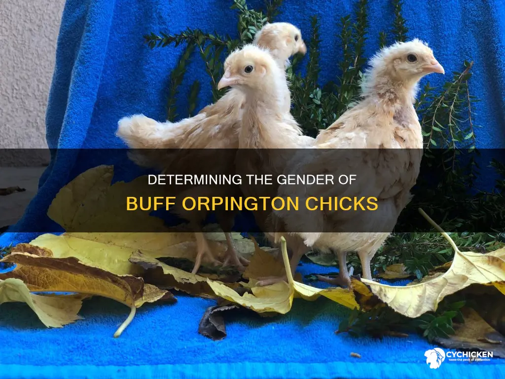 how to tell the sex of a buff orpington chick