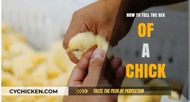 Identifying Chick Gender: Simple Methods to Determine Sex Early On