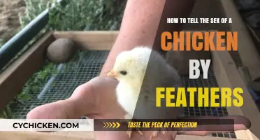 Feather Sexing: Identifying Chickens' Gender