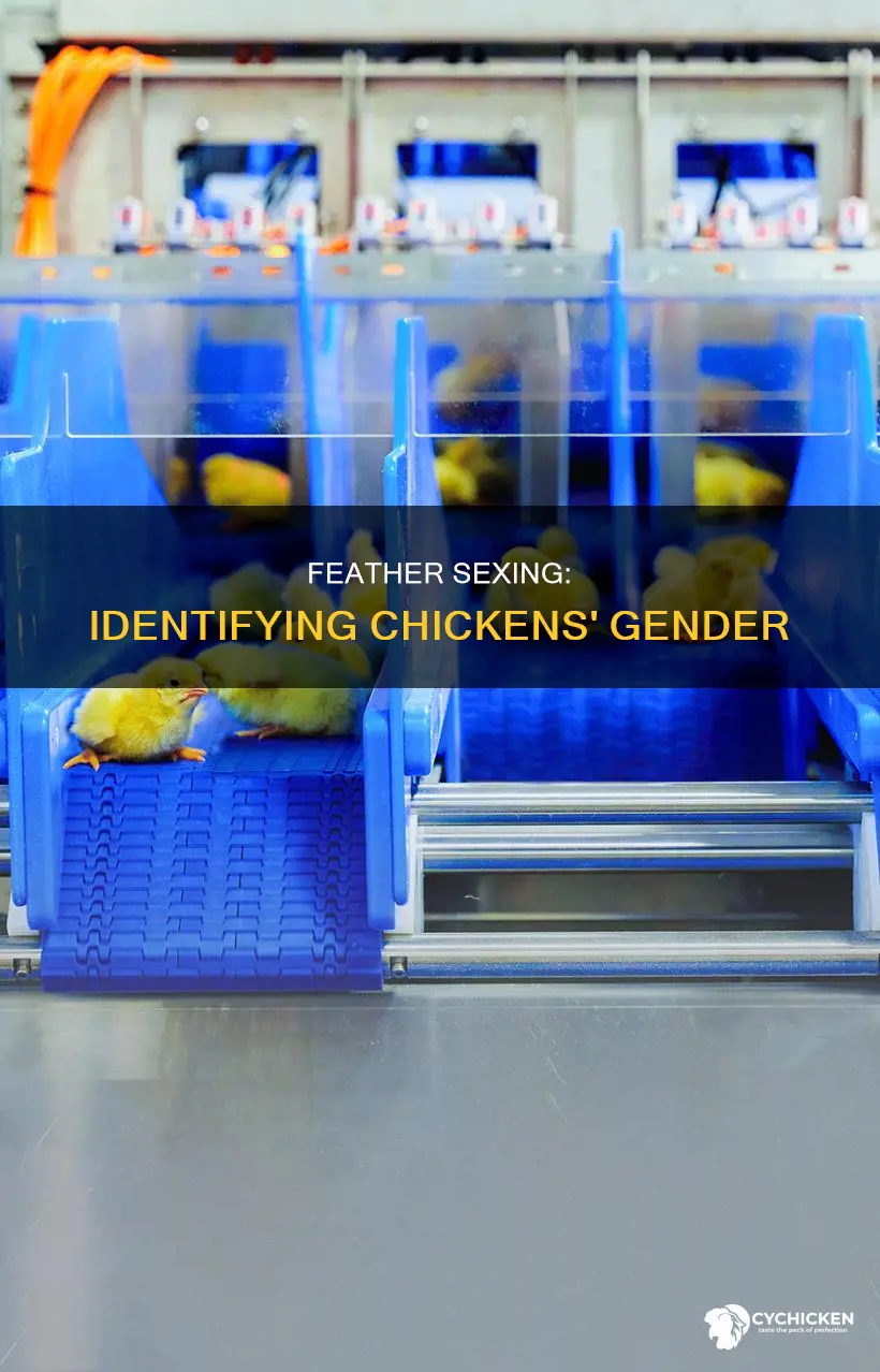 how to tell the sex of a chicken by feathers