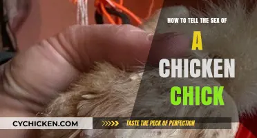 Determining the Gender: Chicken Chicks
