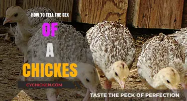 Identifying Chicken Gender: Simple Methods to Determine Chick Sex