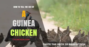 Determining the Gender of Your Guinea Fowl