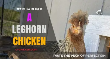 Leghorn Chickens: How to Identify Their Sex