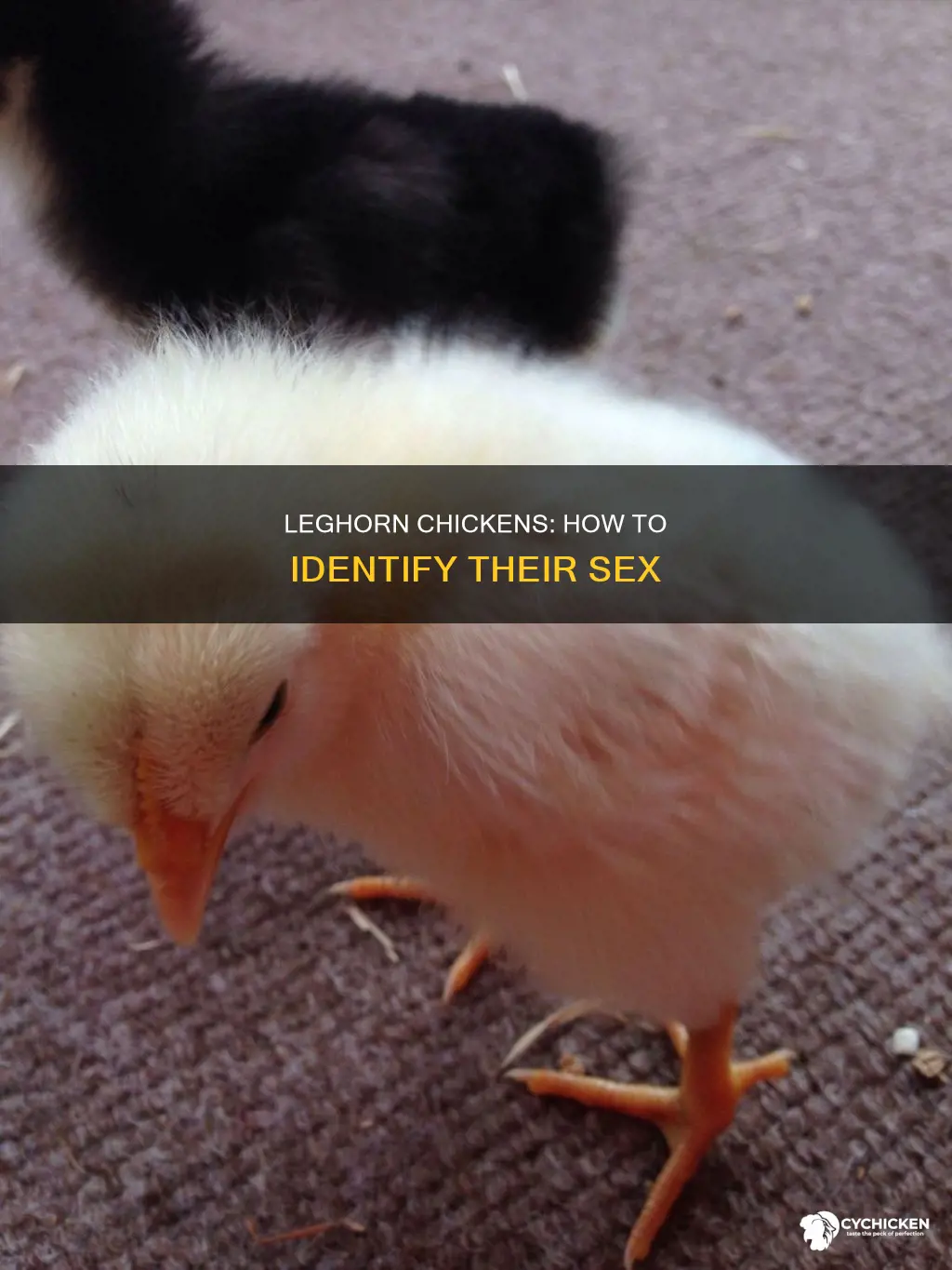 how to tell the sex of a leghorn chicken