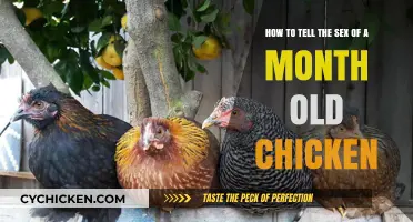 Identifying Month-Old Chickens: Sex Determination Techniques