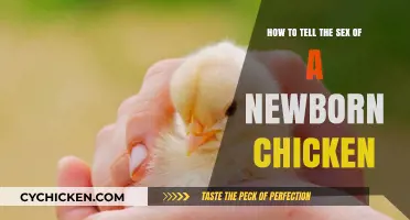 Determining Sex of Newborn Chicks: What's the Trick?