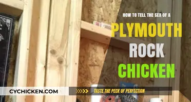 Plymouth Rock Chickens: Sexing Made Simple