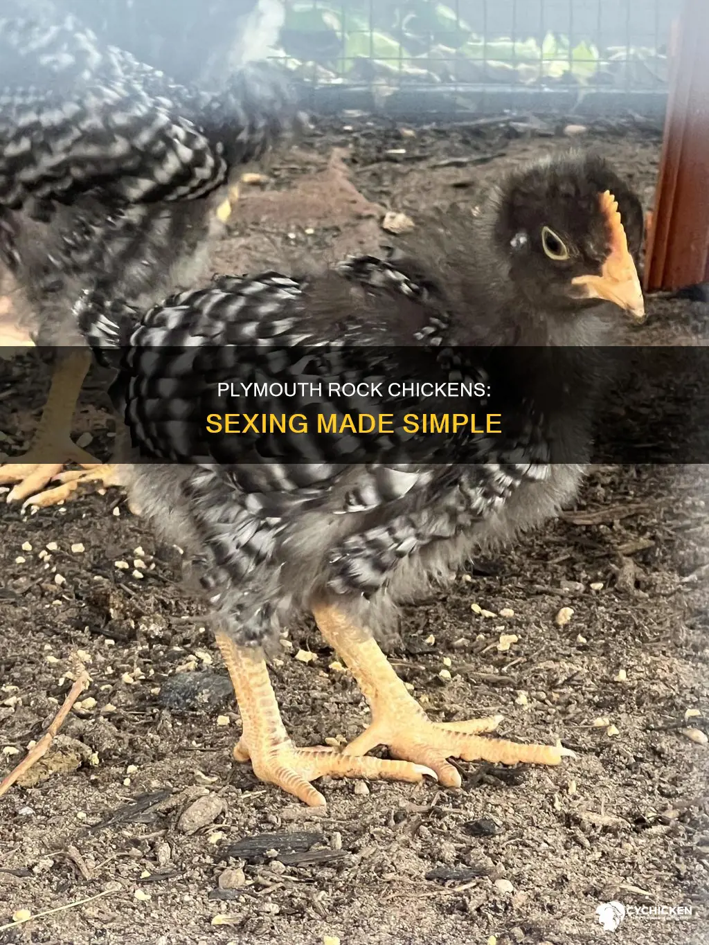 how to tell the sex of a plymouth rock chicken