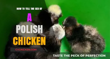 Determining Sex of Polish Chickens: Comb, Wattles, and Plumage