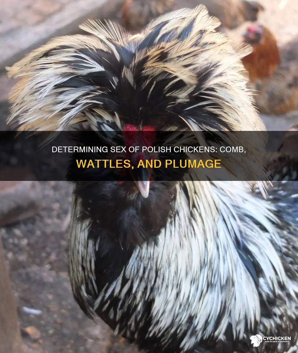 how to tell the sex of a polish chicken