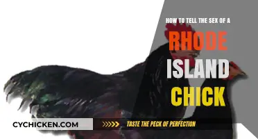 Sexing Rhode Island Reds: What's What