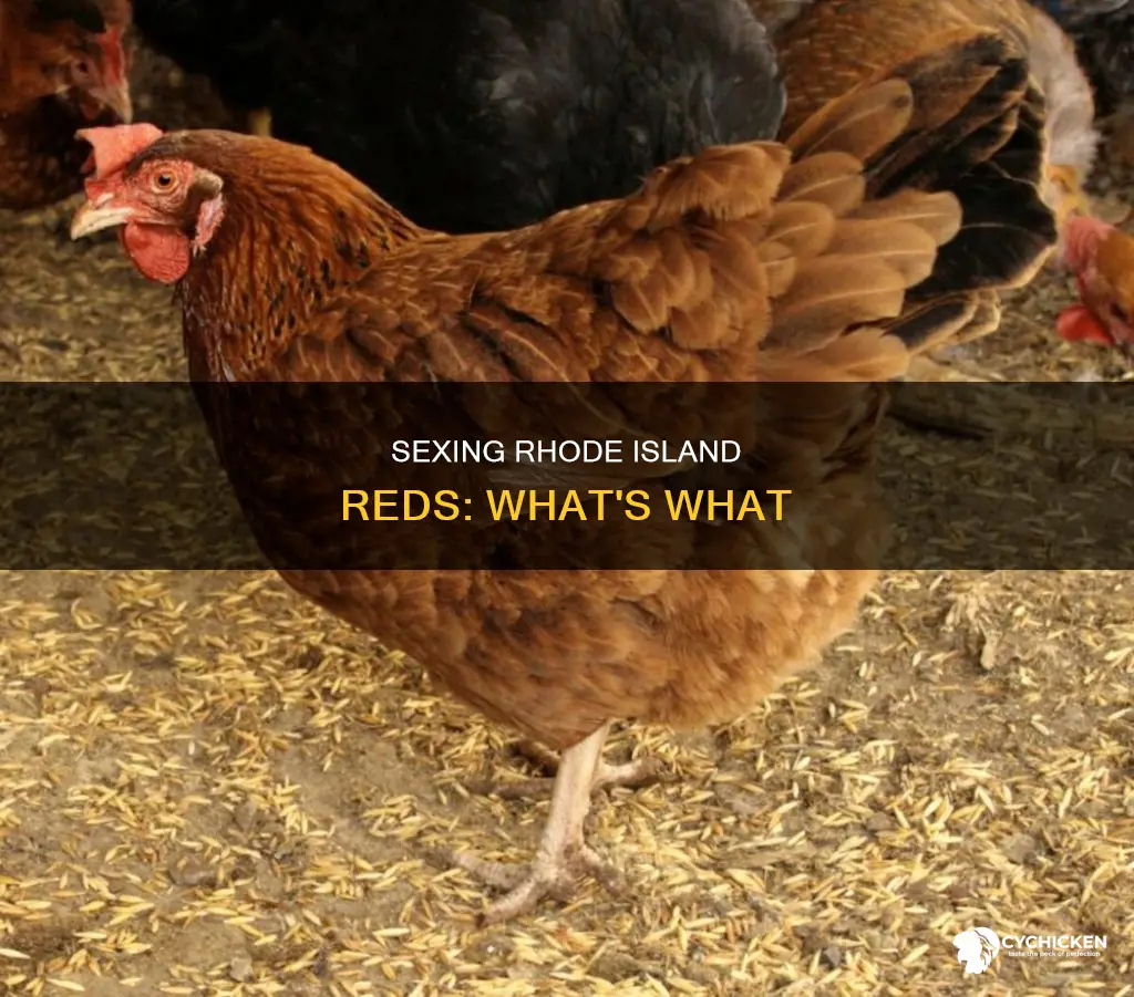 how to tell the sex of a rhode island chick