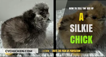 Determining Sex of Silkie Chicks: Comb, Feathers, and Color
