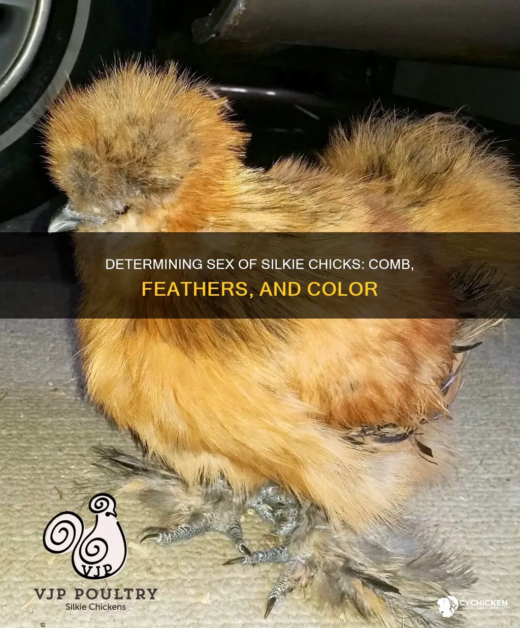 how to tell the sex of a silkie chick