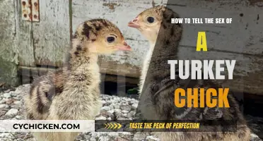 Identifying Turkey Chicks: Male or Female?