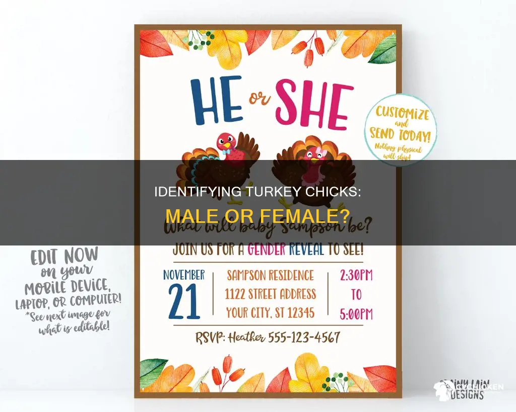 how to tell the sex of a turkey chick