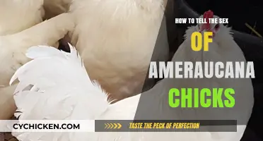 Identifying Ameraucana Chick Gender: A Beginner's Guide to Sexing