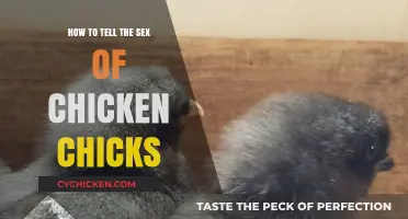 Identifying Chicken Chick Gender: Simple Methods for Accurate Sexing