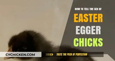 Identifying Easter Egger Chicks: What's Their Gender?