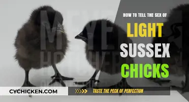 Identifying Light Sussex Chicks: Male or Female?
