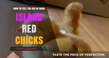 Sexing Rhode Island Reds: What to Look For