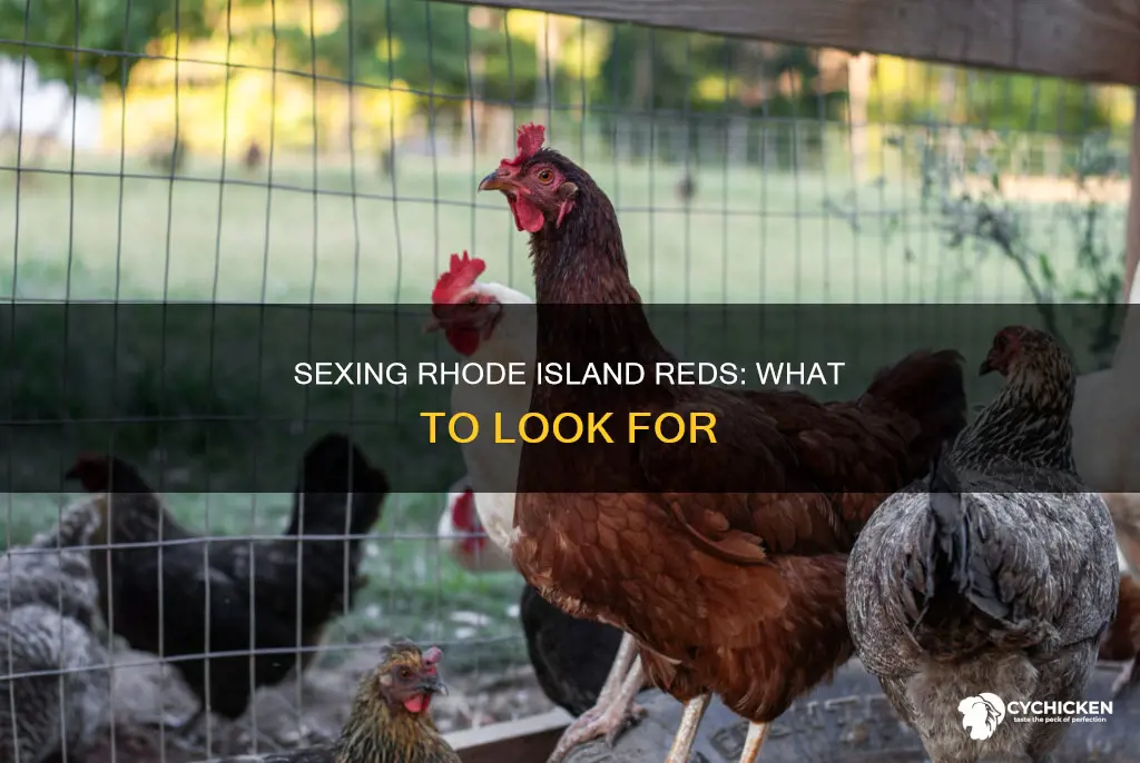 how to tell the sex of road island red chicks