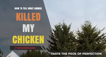 Identifying the Predator: How to Determine What Killed Your Chicken