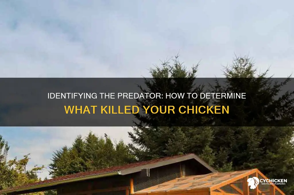 how to tell what animal killed my chicken