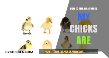 Identifying Your Chick's Breed: A Beginner's Guide to Chicken Varieties