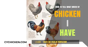 Discovering Your Chicken's Breed: A Guide