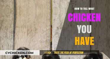 Identifying Your Flock: A Guide to Recognizing Chicken Breeds