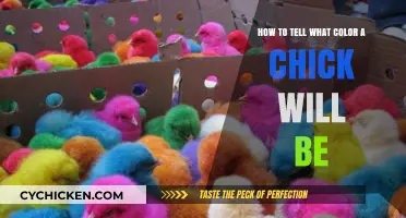 Discovering Chick Colors: A Guide to Prediction