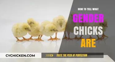 Identifying Chick Gender: Simple Tips for Determining Your Chicks' Sex