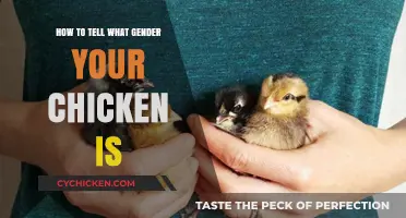 Identifying Your Chicken's Gender: A Simple Guide for Poultry Owners