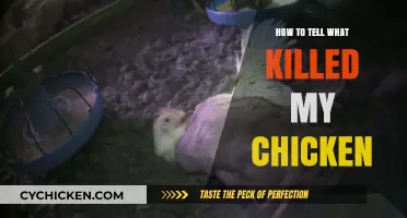 Identifying the Cause of Your Chicken's Sudden Death: A Guide