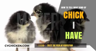 Identify Your Chick: A Guide to Chick Types