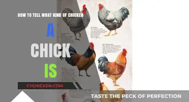 Identifying Chickens: How to Tell Chick Types