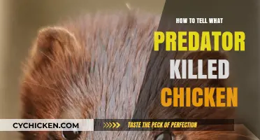 Identifying Chicken Predators: Clues to Determine the Killer