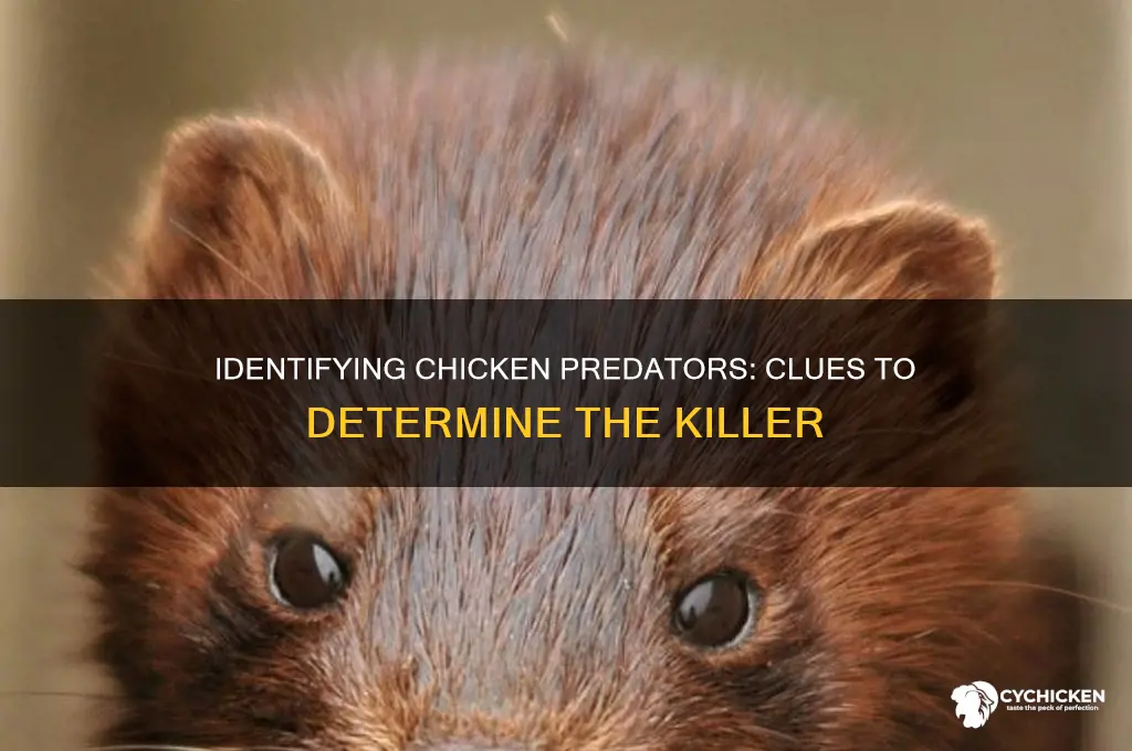 how to tell what predator killed chicken