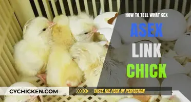 Identifying Chick Gender: A Guide to Sexing Asex-Linked Chicks